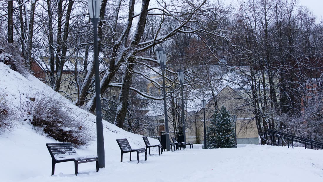 A quiet park bench after a month without smoking